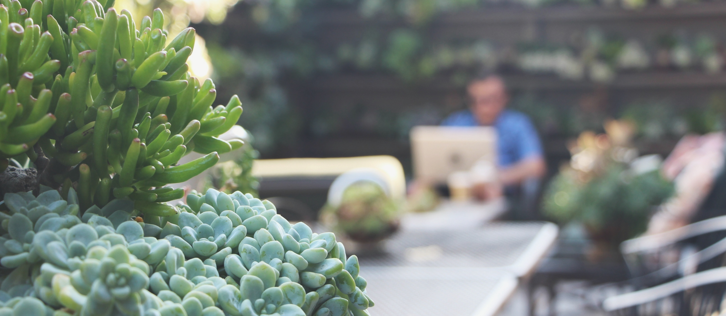Succulent Cafe Oceanside&nbsp;via Needles + Leaves